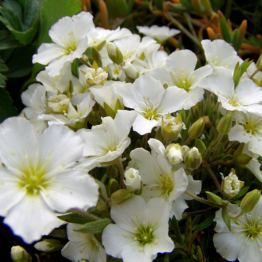 Berg Sandkraut, Arenaria, Bodendecker, Sommerblüher