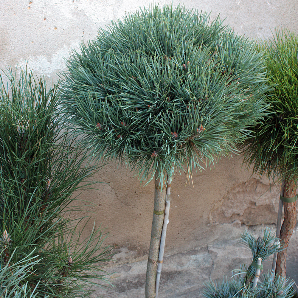 Silberkiefer, Kiefer, Pinus, Zierstamm