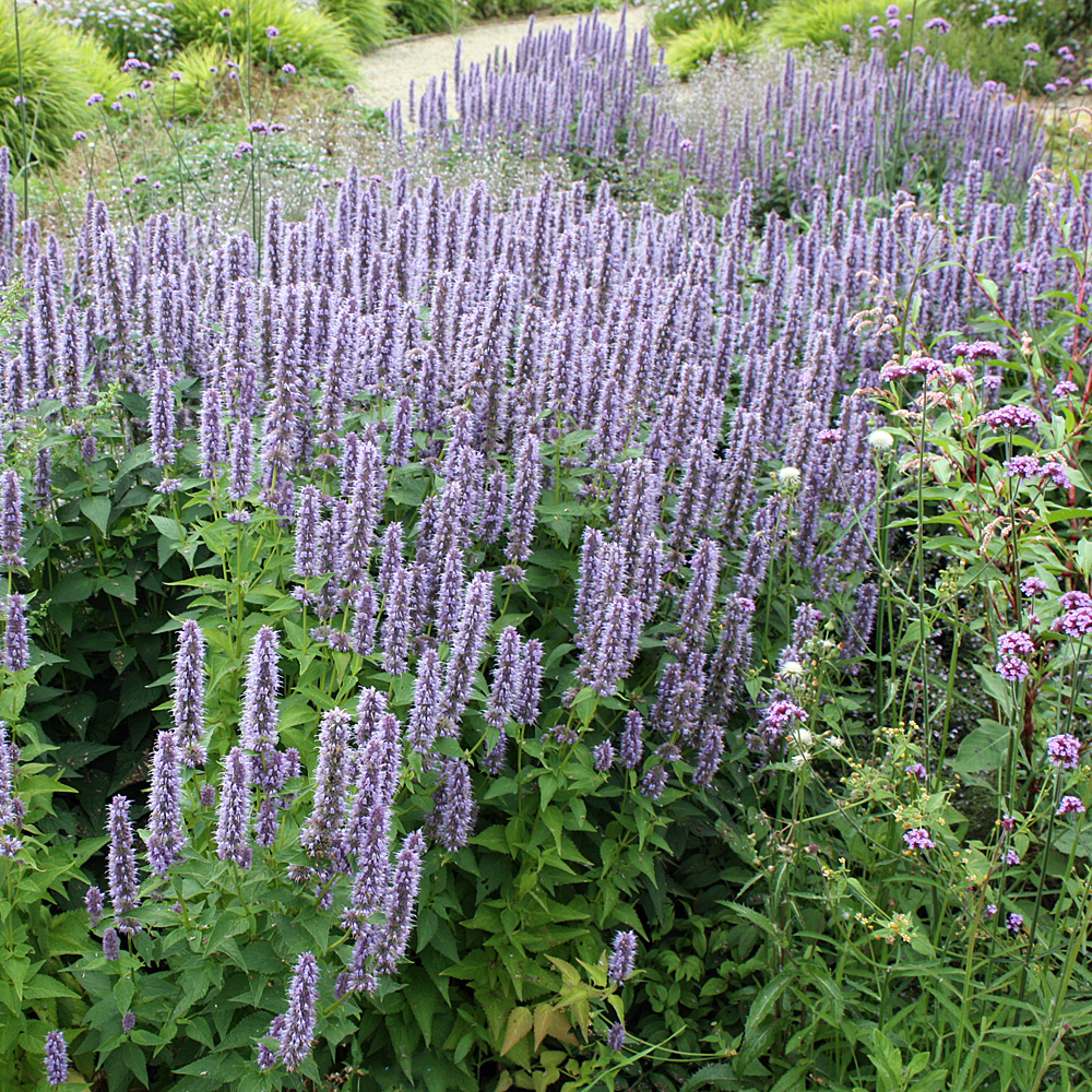 Duftnessel Blue Fortune, Duftpflanze
