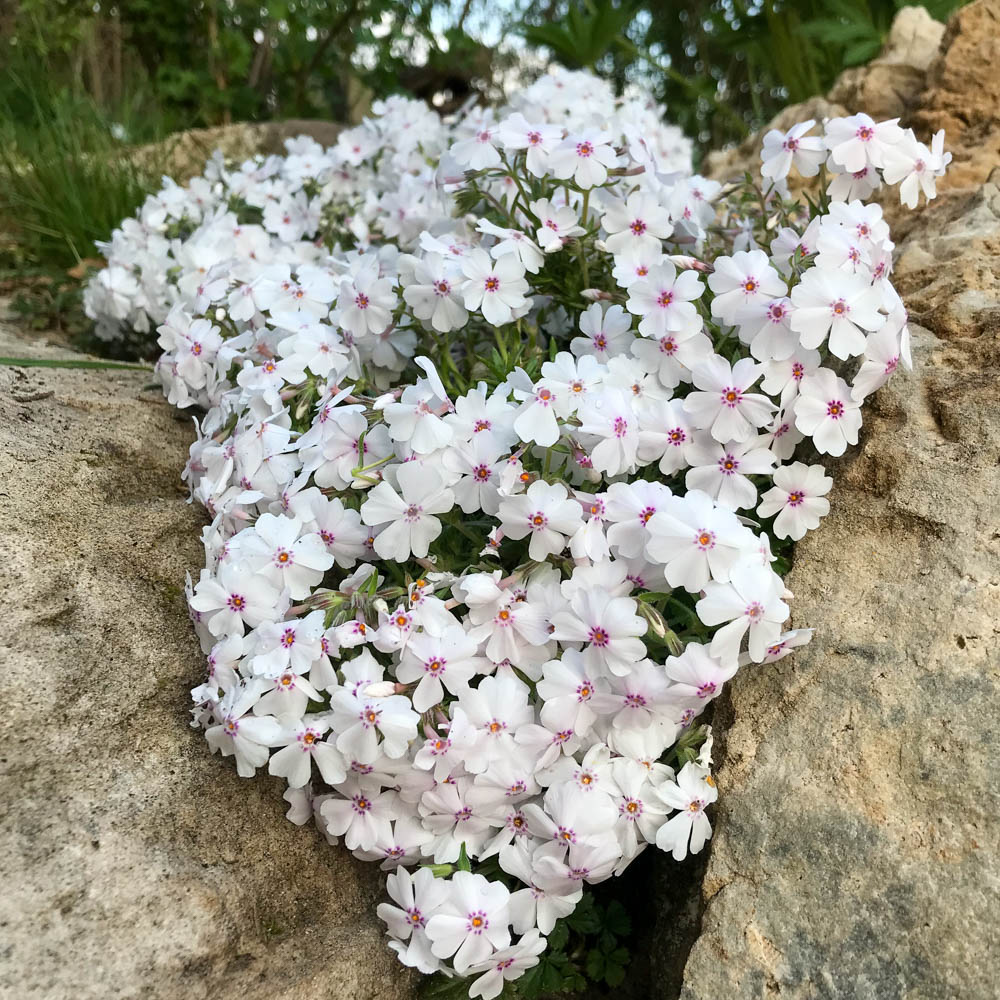 Teppichphlox 'Amazing Grace'