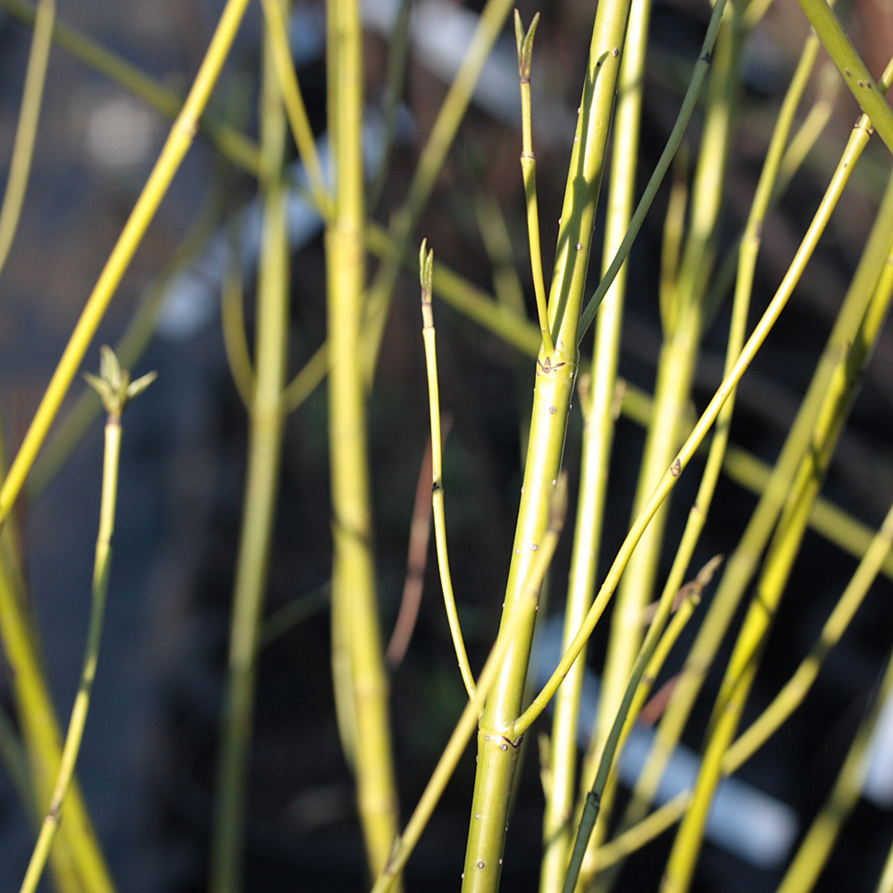 Gelbholz Hartriegel, Cornus, Heckenpflanze, Schnellwachsend