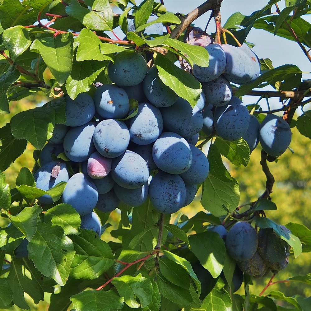 Zwergzwetschge 'Jojo' ® - Miniobst