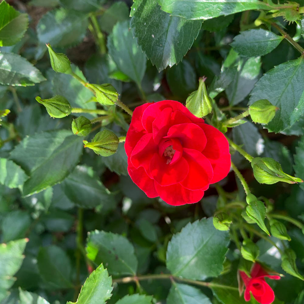 Bodendeckerrose 'Balou'