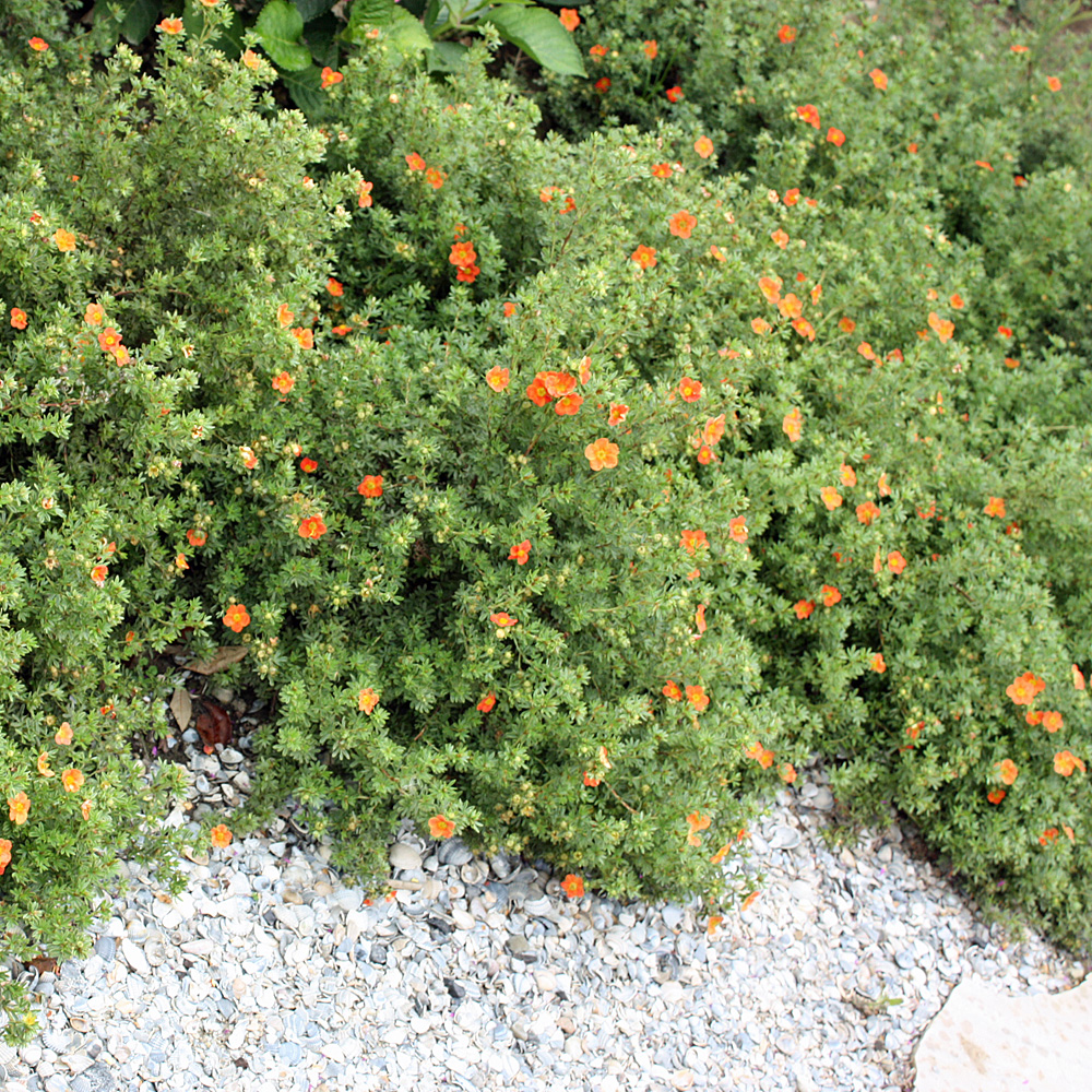 Fingerstrauch Red Ace, Potentilla, Blütengehölz