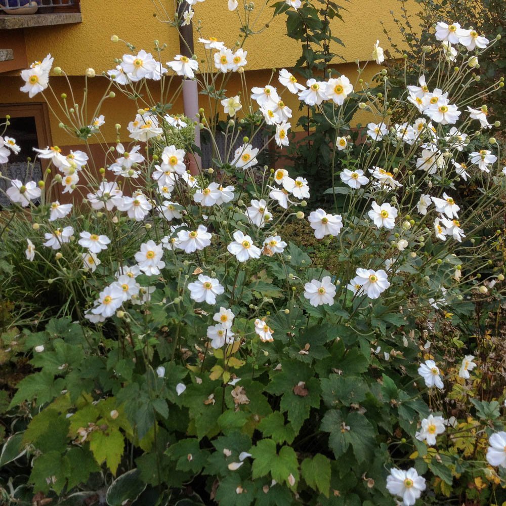 Herbstanemone Honorine Jobert, Anemone, Herbstblüher