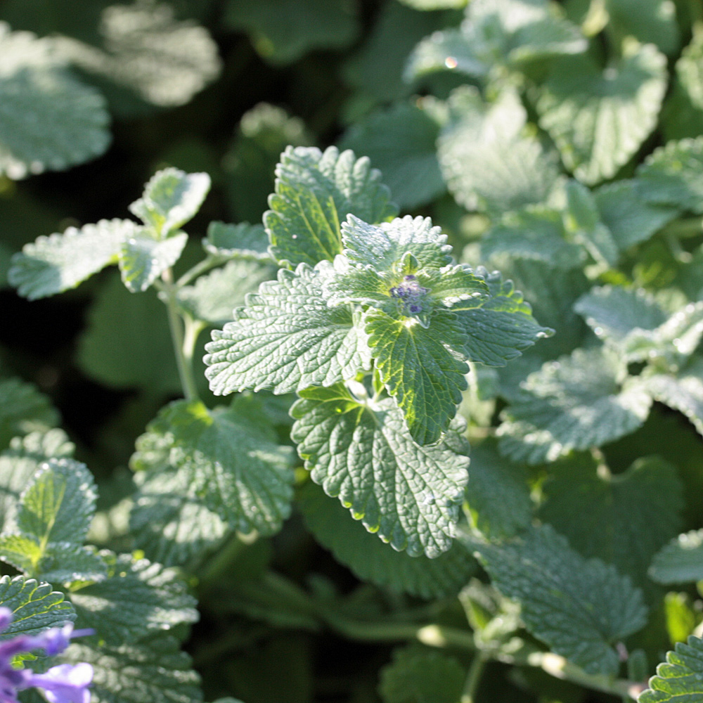 Katzenminze, Nepeta Superba