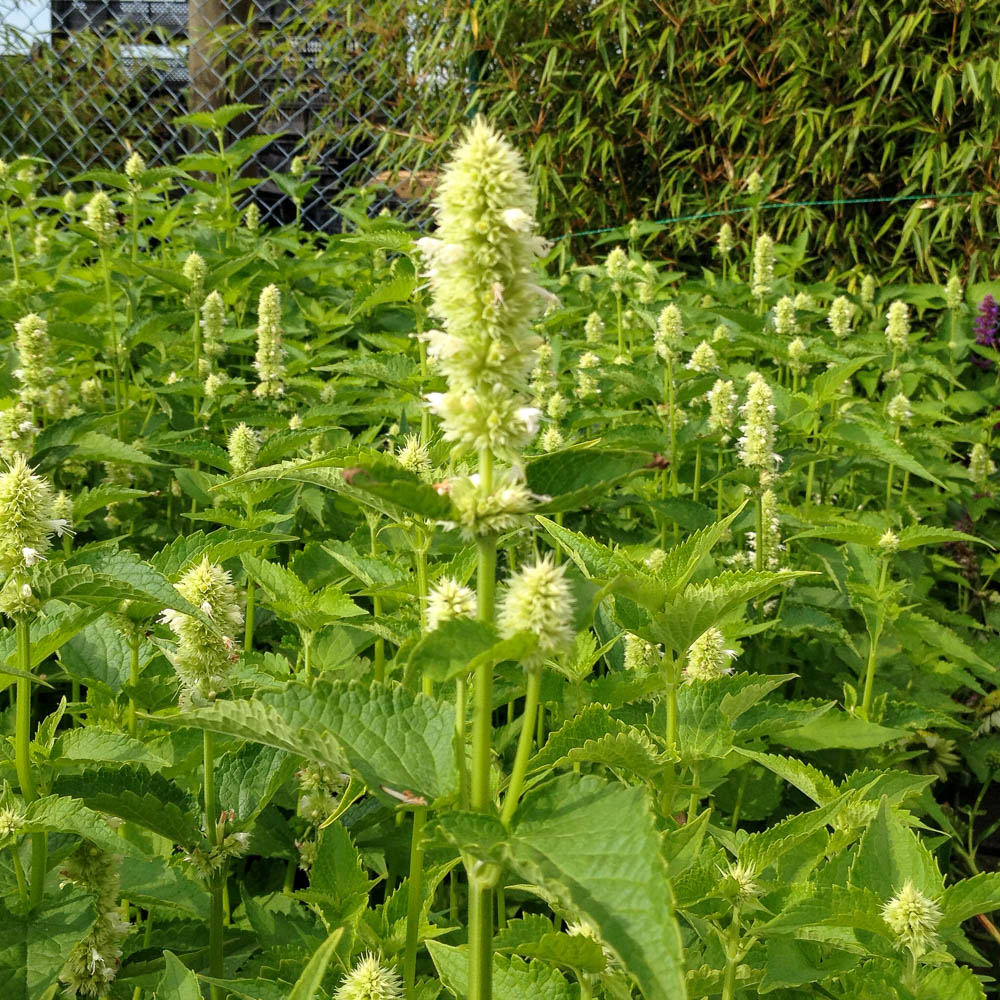 Duftnessel 'Alabaster'