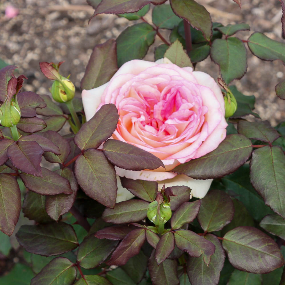 Edelrose 'Souvenir de Baden Baden' ®