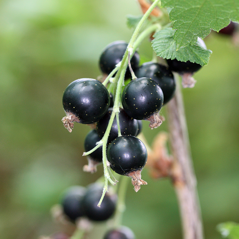 Schwarze Johannisbeere 'Ben Sarek' als Stämmchen