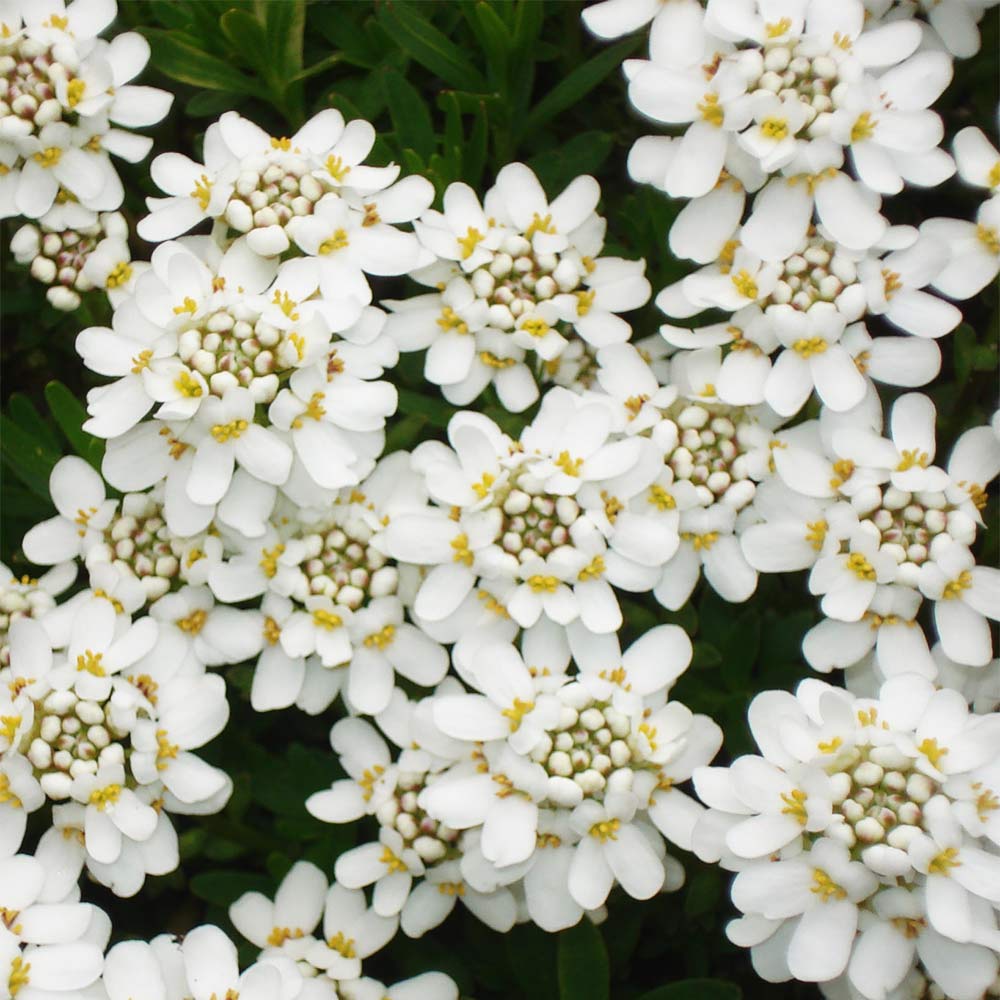 Schleifenblume 'Appen-Etz'