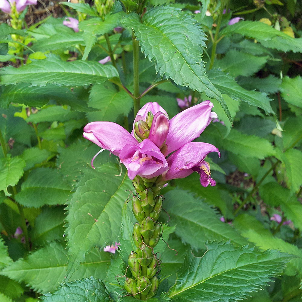 Wildstauden im Set