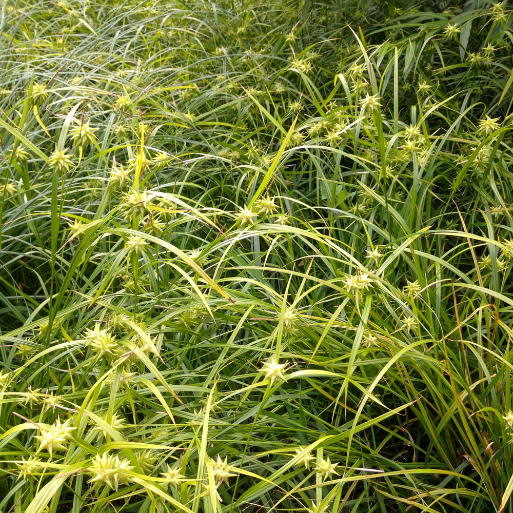 Morgensternsegge, Carex grayi, Ziergras