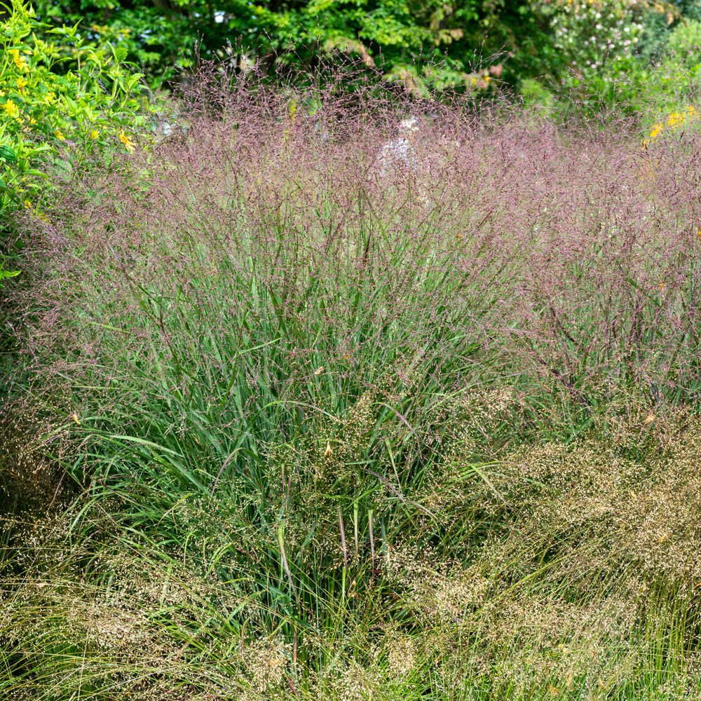 Rutenhirse 'Rotstrahlbusch'