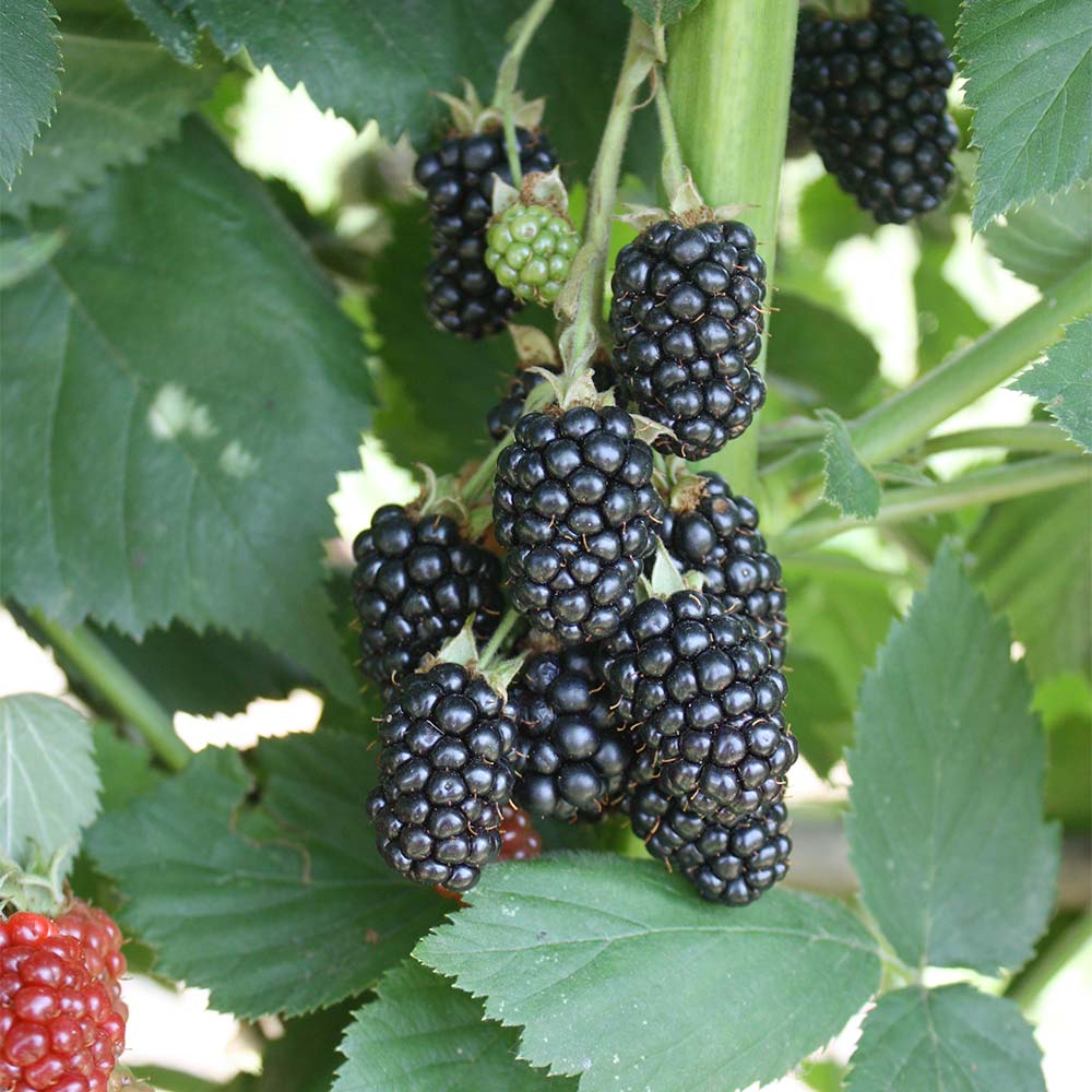 Brombeere 'Black Satin'