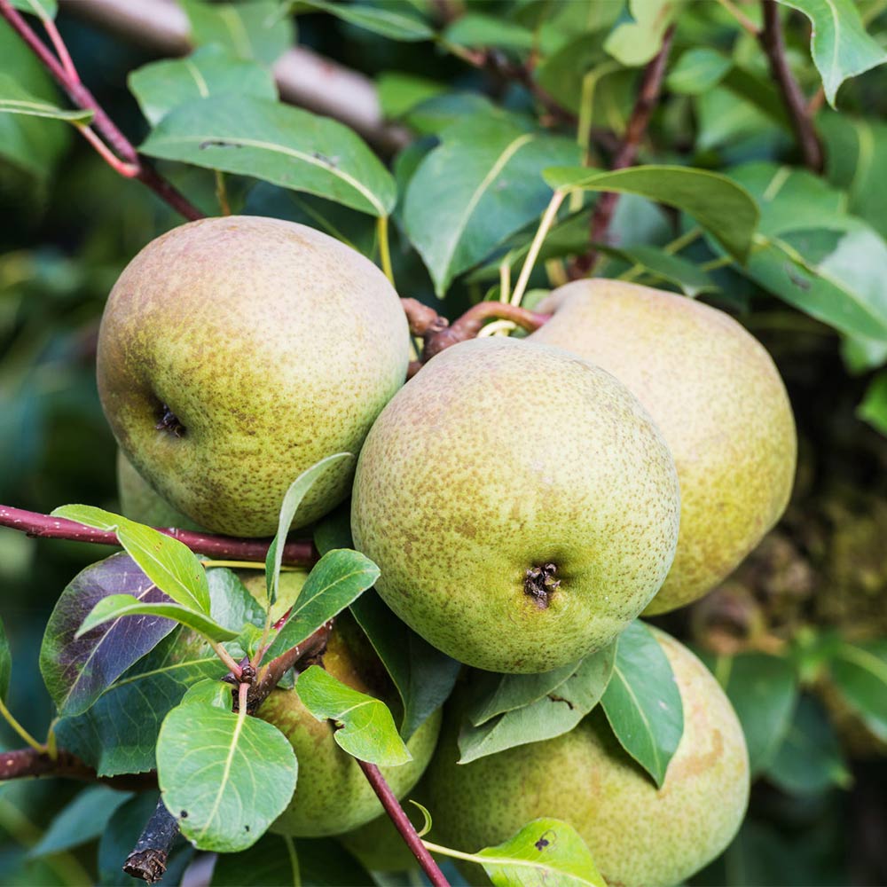 Säulenbirne 'Condora'