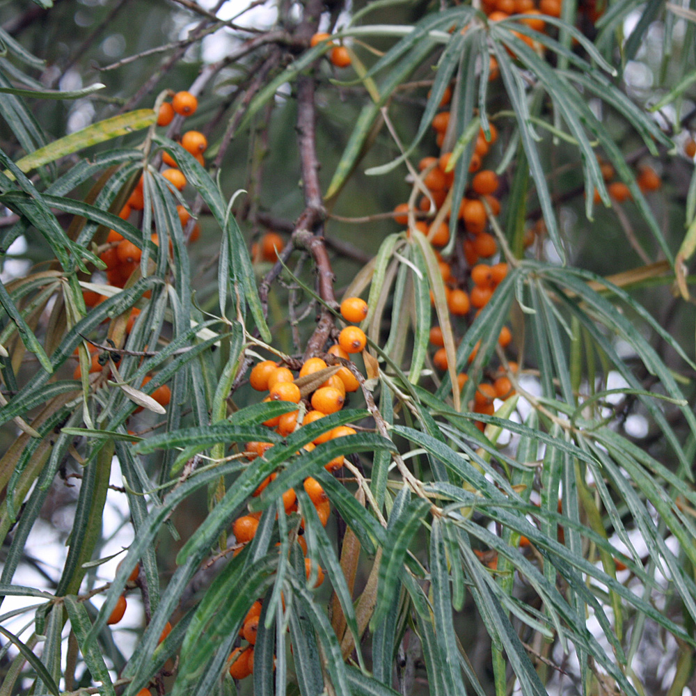 Sanddorn Orange Energy, Fruchtgehölz, 