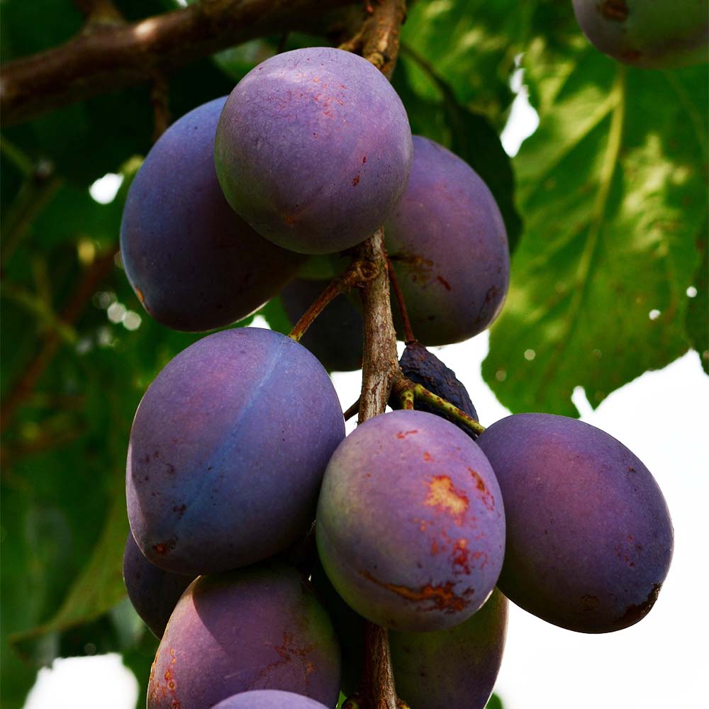 Zwetschge 'Hanita' ®