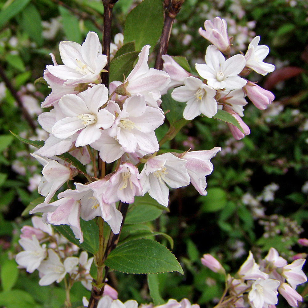 Kalmiendeutzie, Deutzia, Frühjahrsblüher