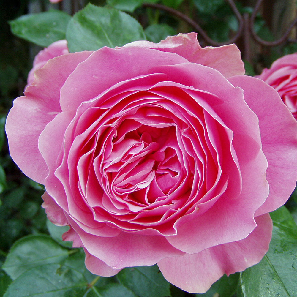 Rose Leonardo da Vinci, Nostalgische Rose, Beetpflanze