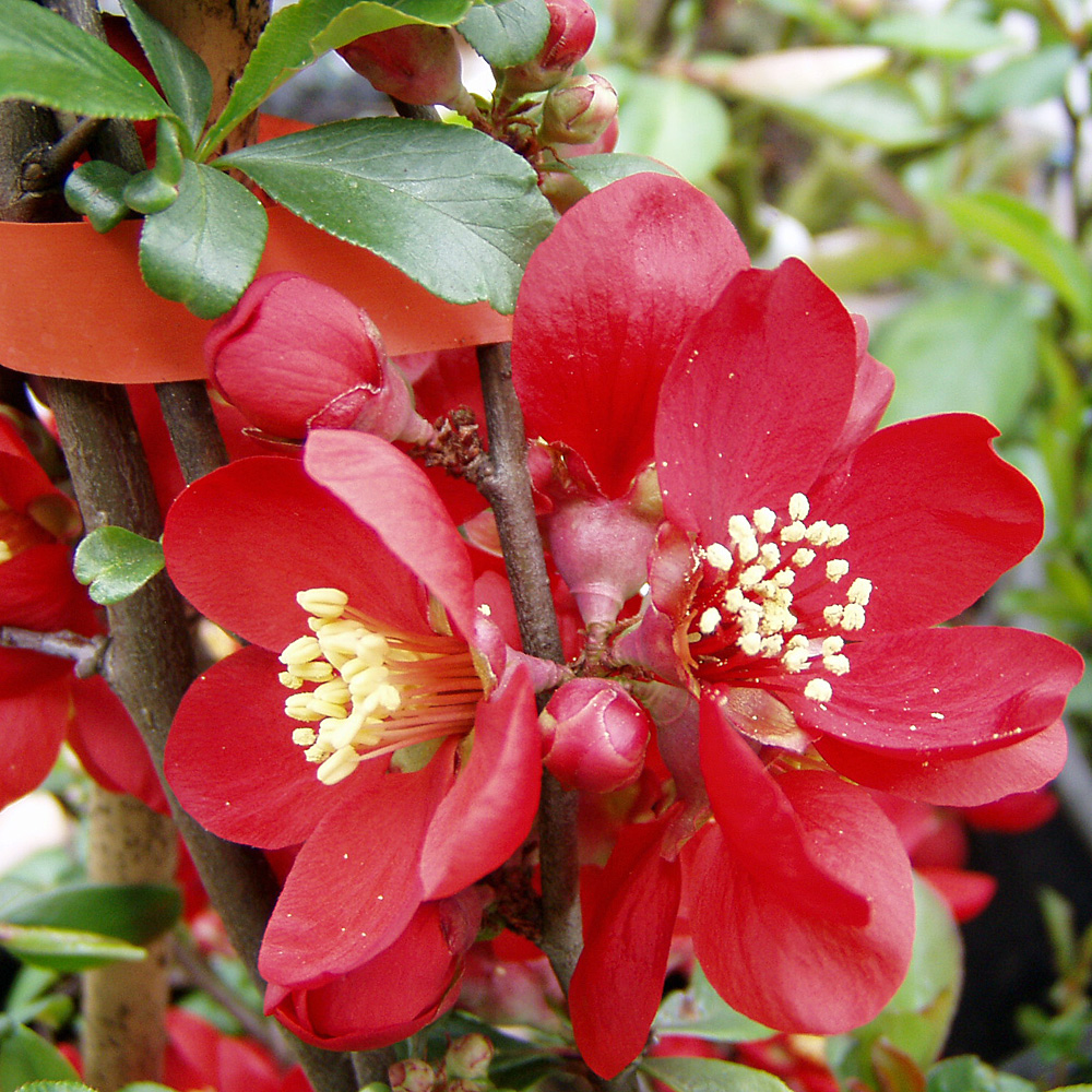 Zierquitte Crimson and Gold, Blütengehölz, Fruchtschmuck