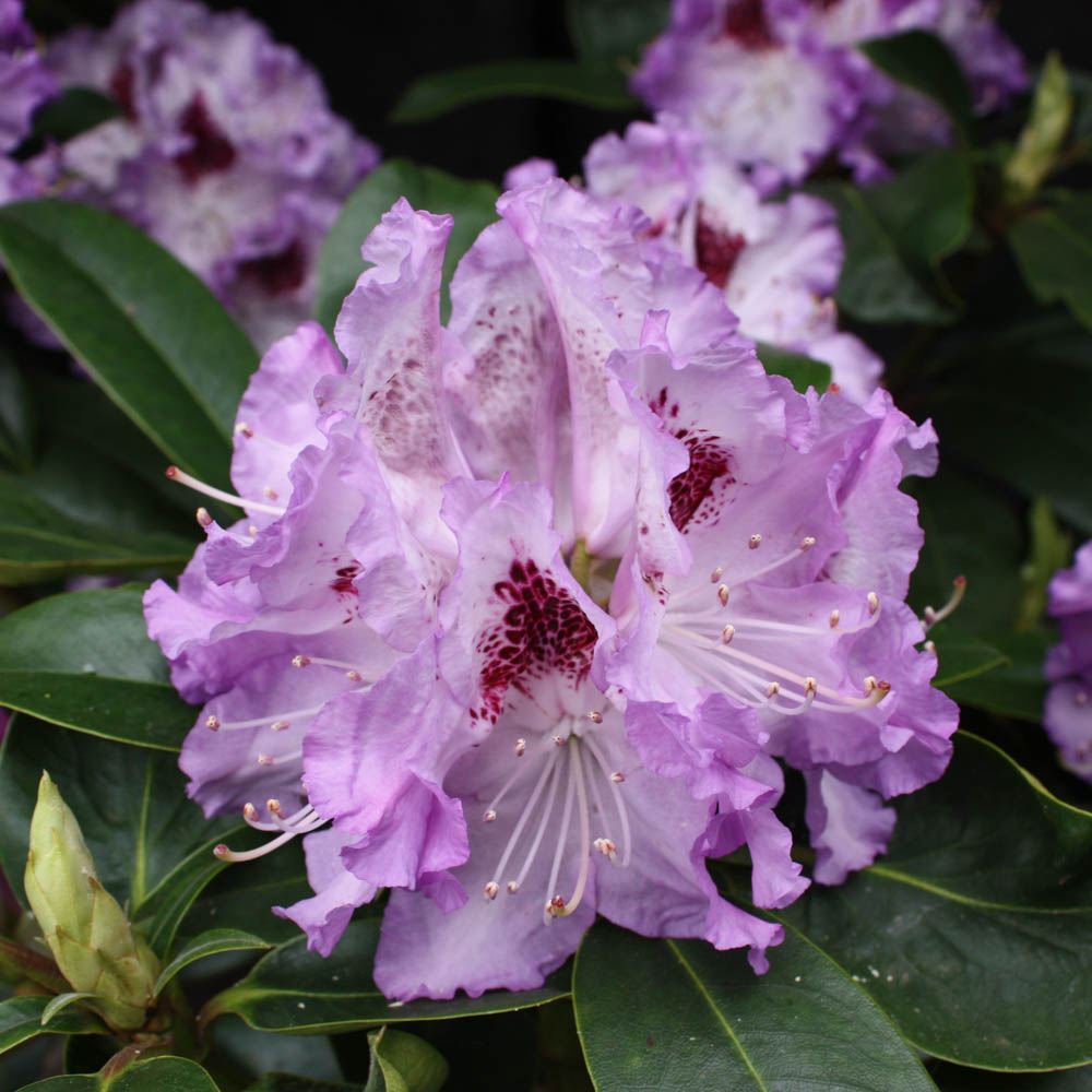 Rhododendron 'Blue Peter'