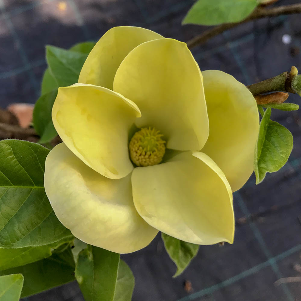 Magnolie 'Yellow Bird'