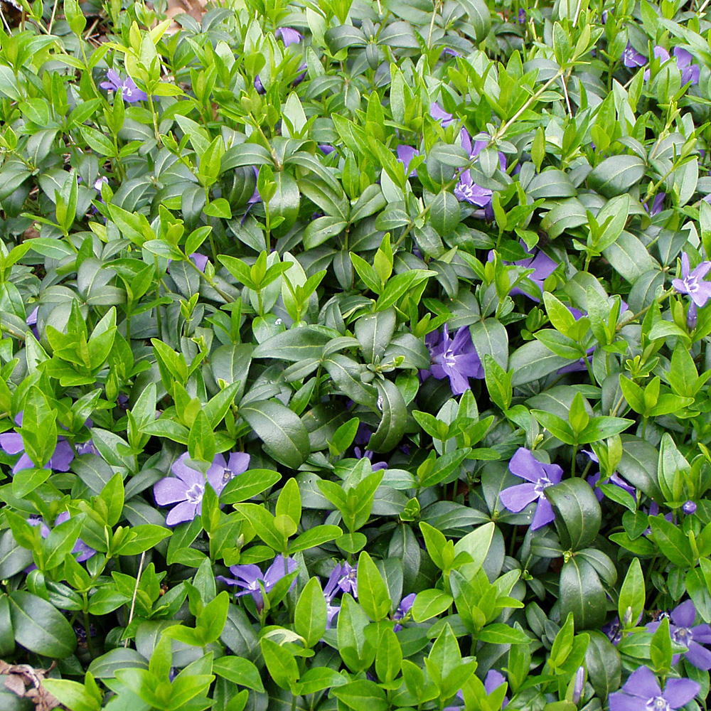 Blaues Immergrün, Vinca, Bodendecker