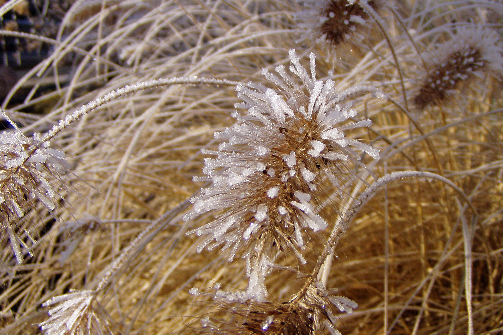 Gartenarbeiten im November