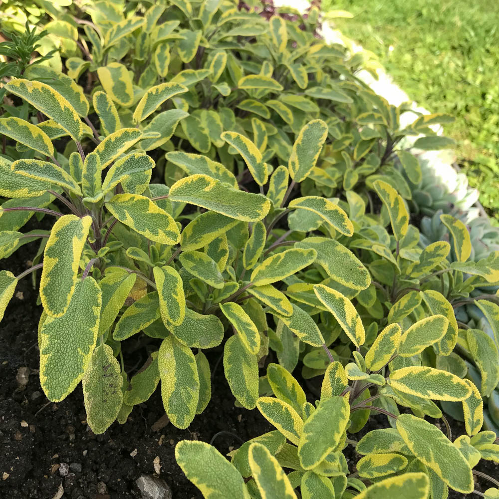 Salbei Icterina, Salvia, Blattschmuck
