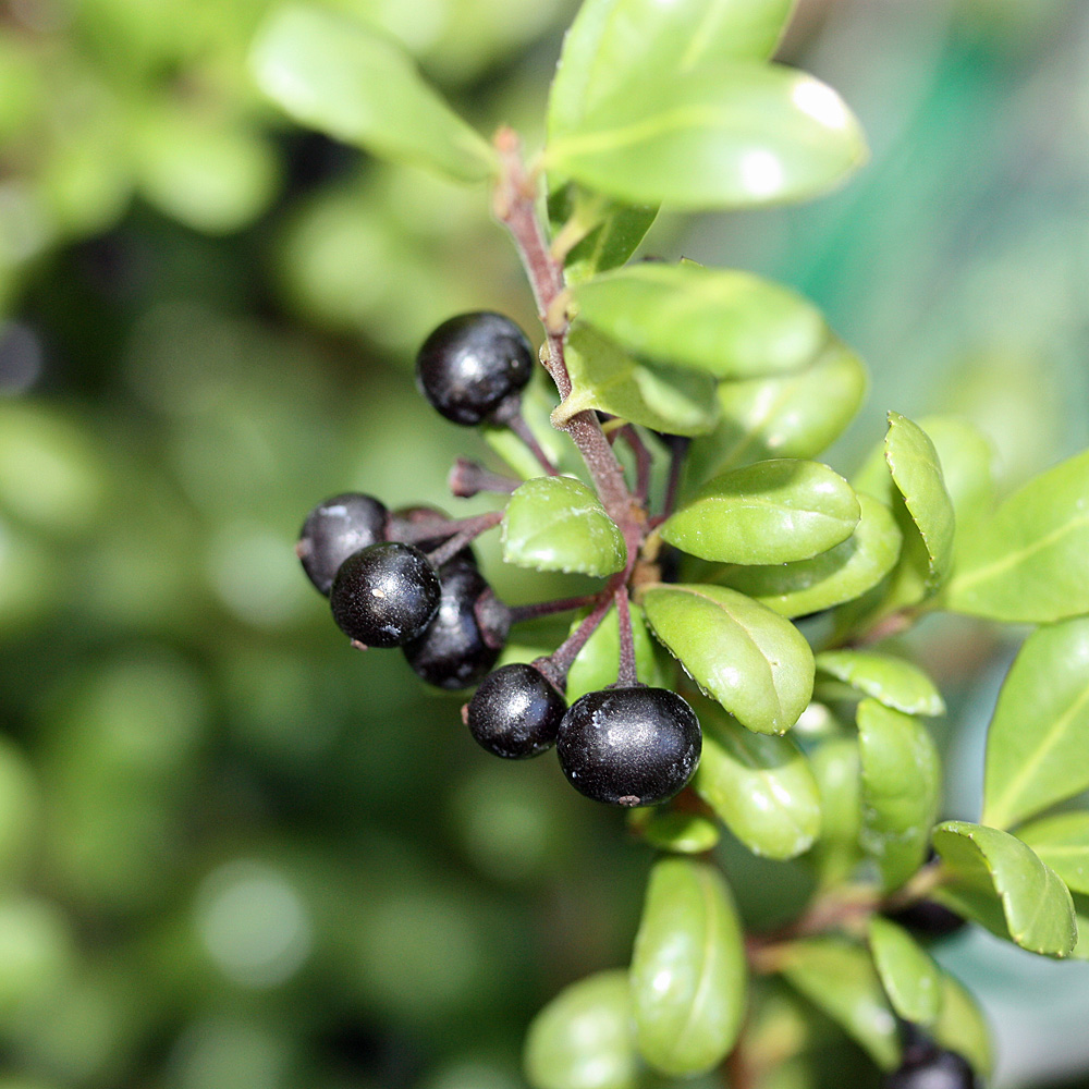Löffel Ilex, immergrün, schnittgehölz
