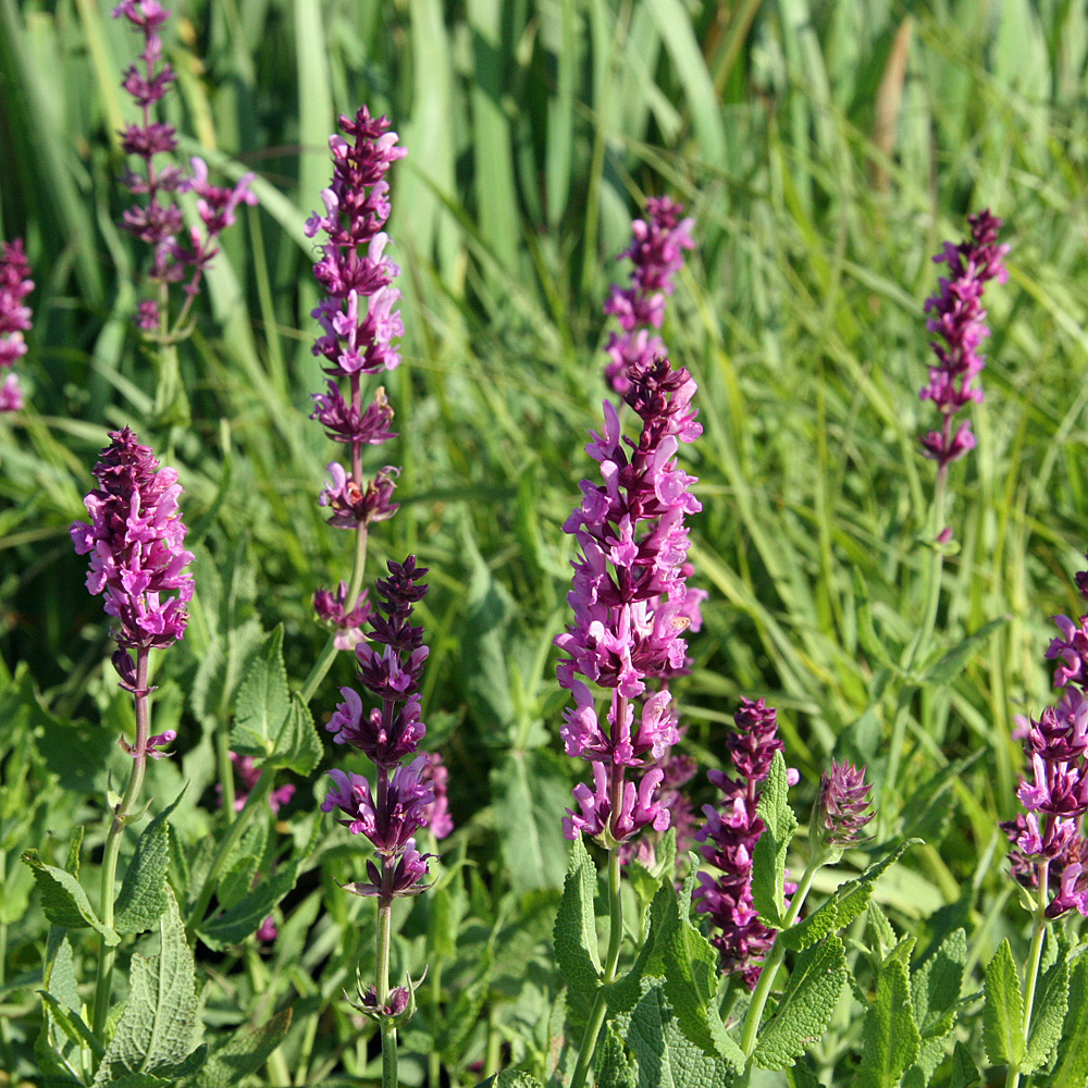Salbei Rosakönigin, Salvia, Zierpflanze, Blumenbeet