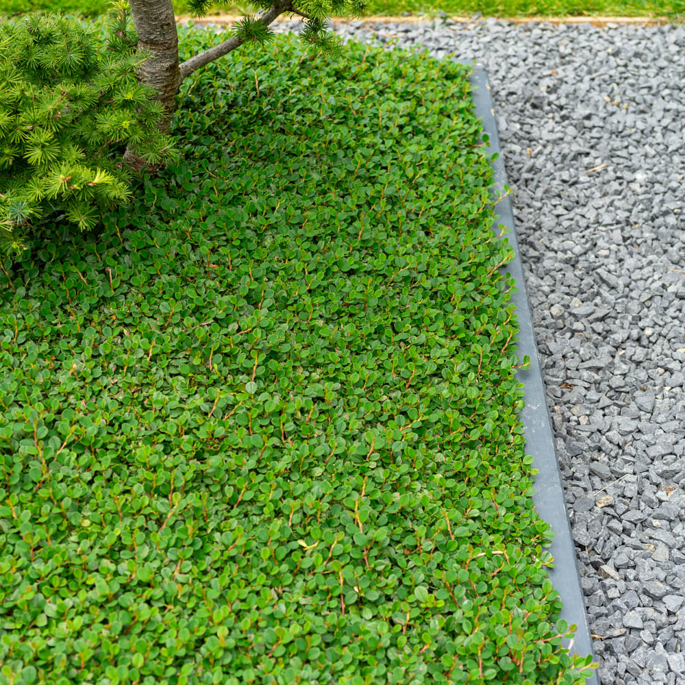 Zwergmispel 'Frieders Evergreen'