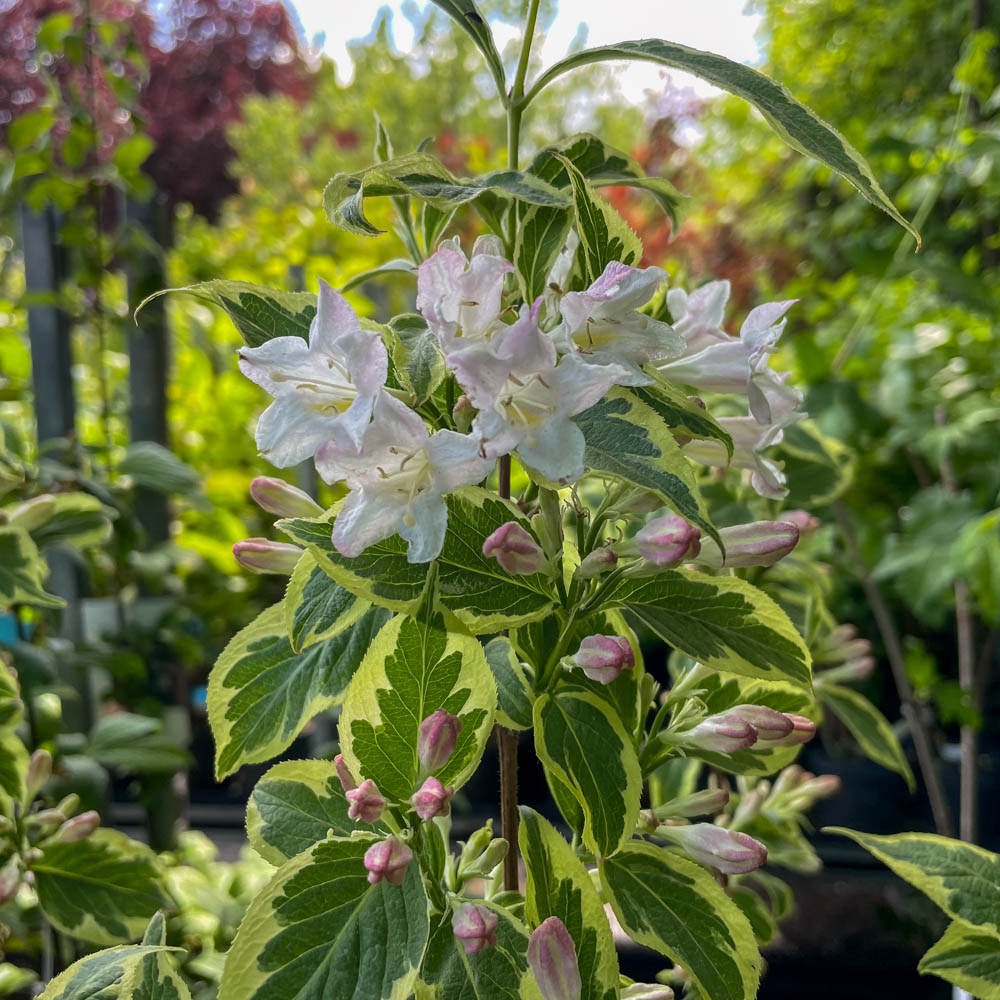 Weigelie 'Nana Variegata'