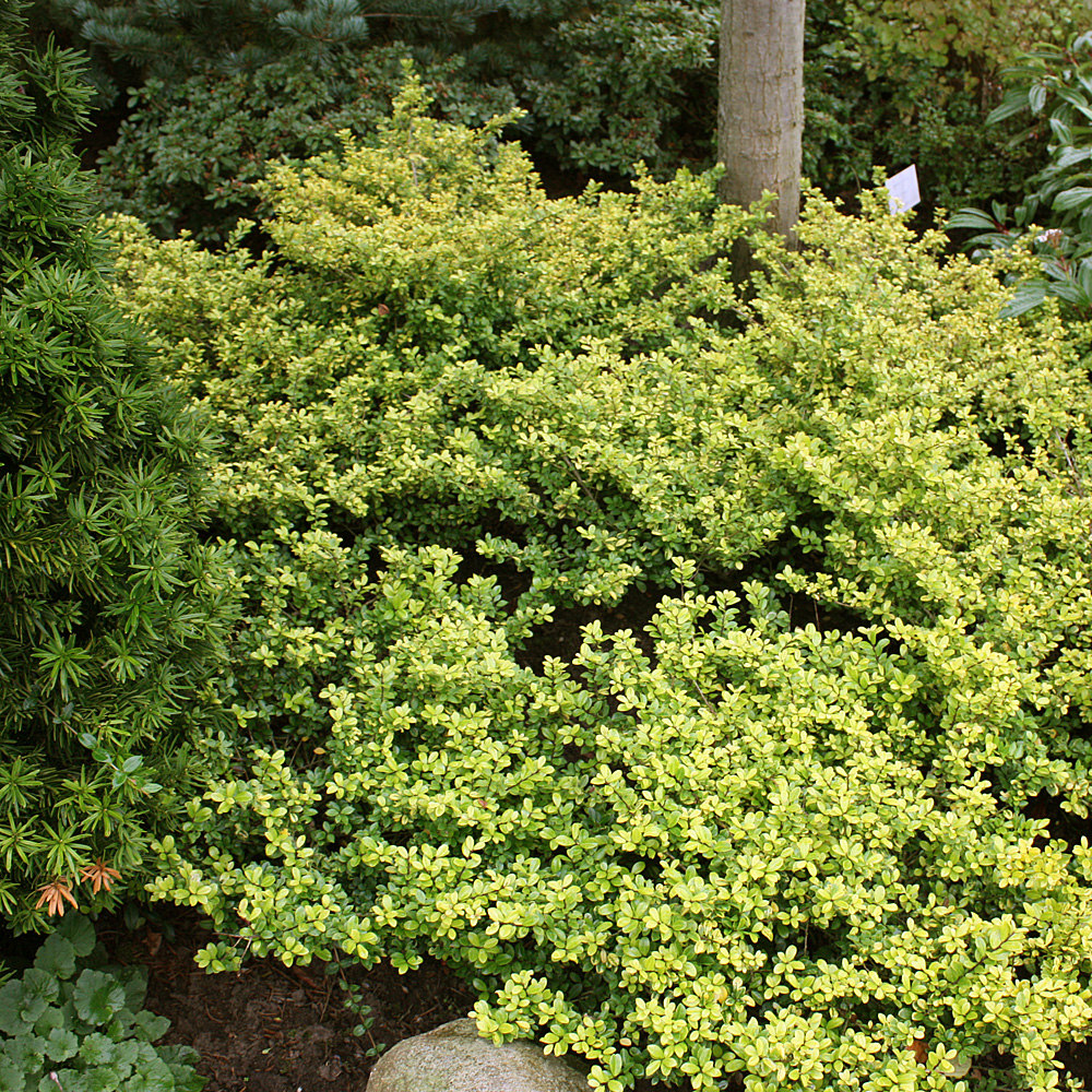 Gelblaubiger Ilex, Bergilex, Blattschmuck