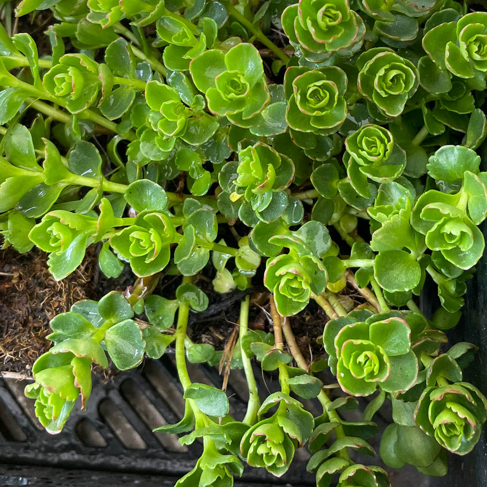 Teppichsedum 'Album Superbum'