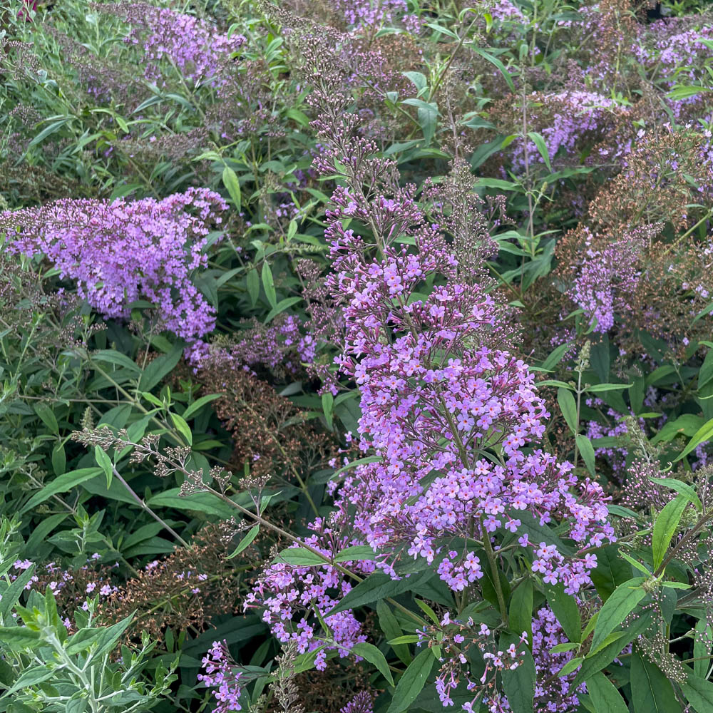 Sommerflieder 'Gulliver'