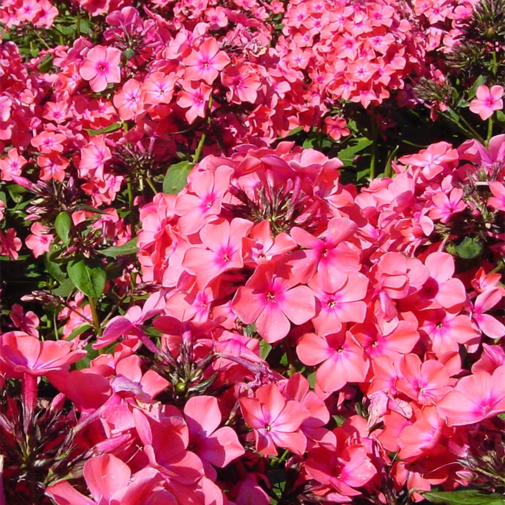 Phlox 'Orange Perfection'