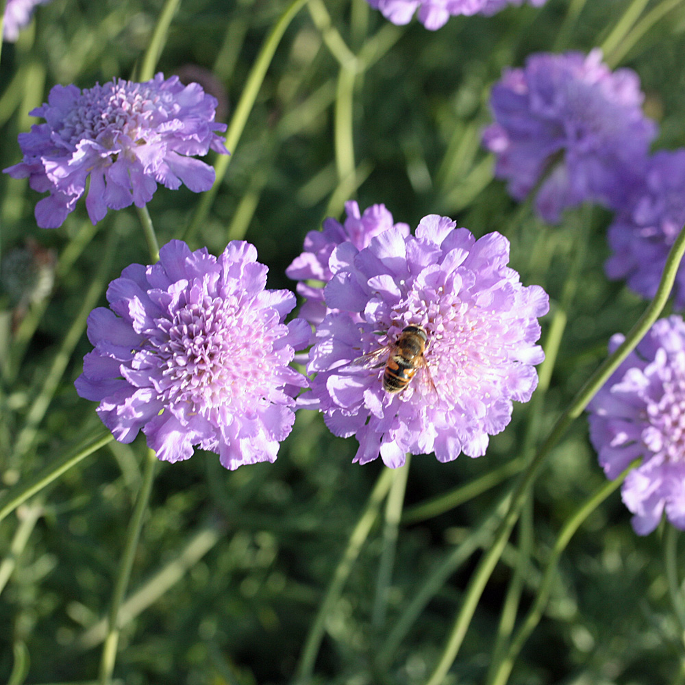 Skabiose Butterfly Blue, Scabiosa, Bienenweide