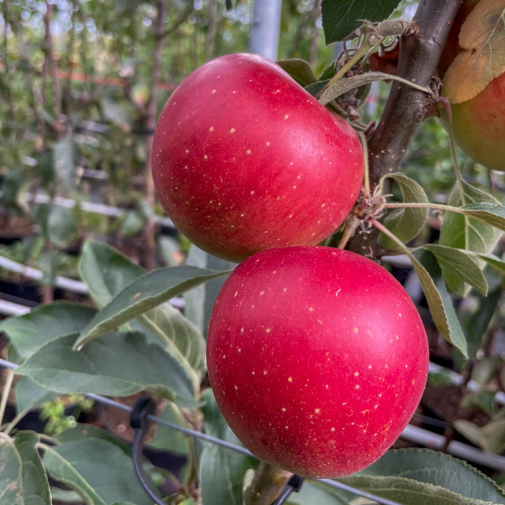 Säulenapfel 'Redcats' ®