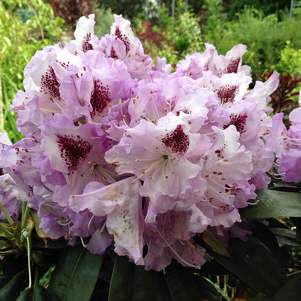 Frühjahrsblüher, blütenstrauch, immergrün, Rhododendron