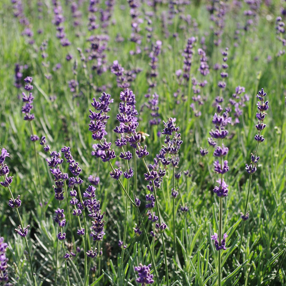 Lavendel 'Siesta'