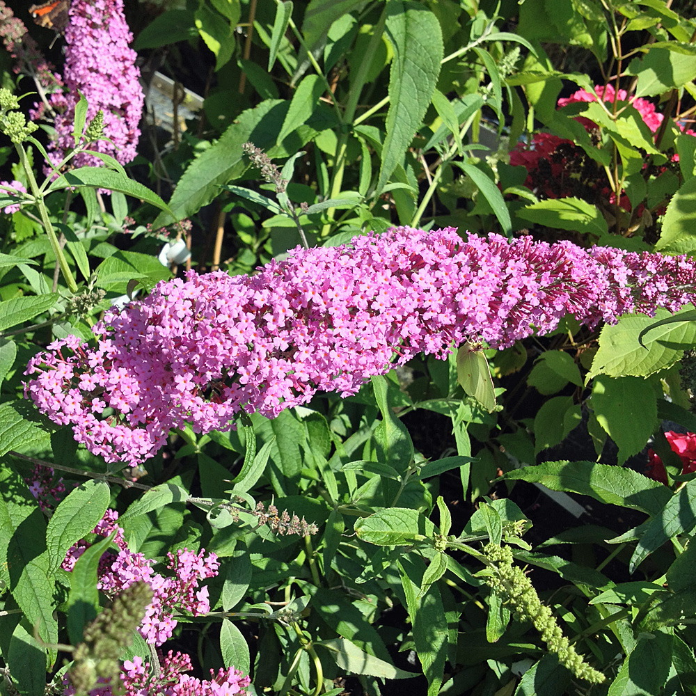 Sommerflieder Pink Delight, Buddleja, Bienenweide, 