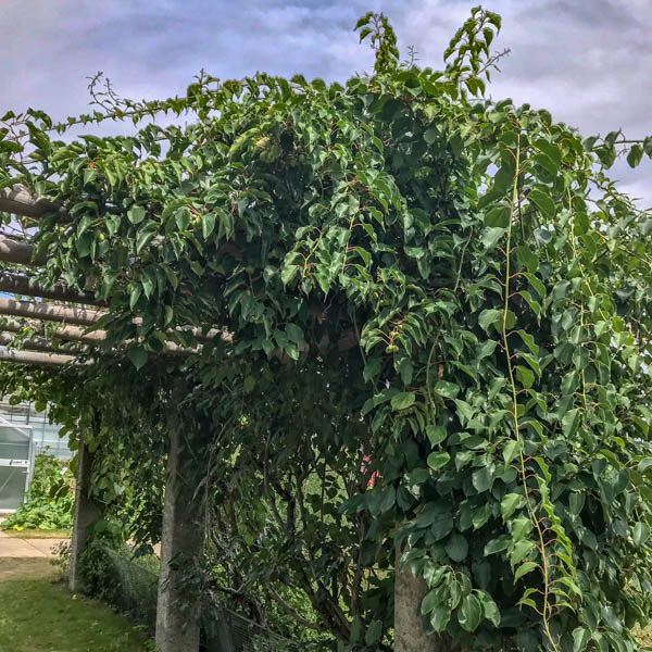 Männliche Kiwi 'Prince Jumbo'