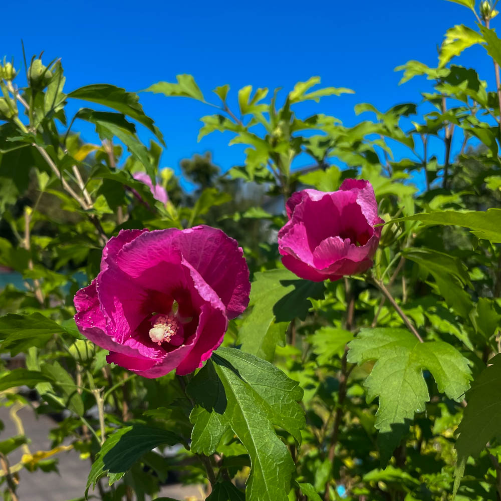 Hibiskus 'Flower Tower Ruby' ®