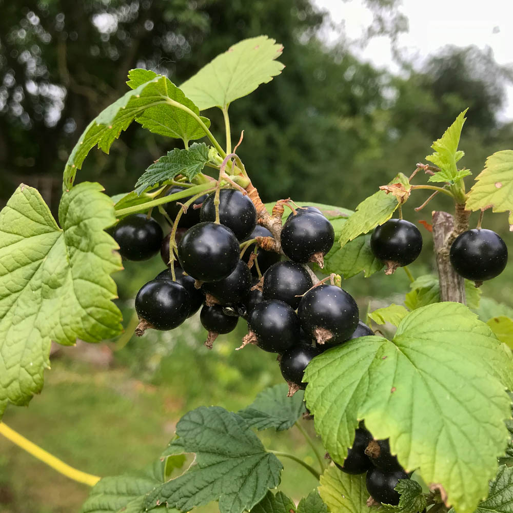 Schwarze Johannisbeere 'Bona'