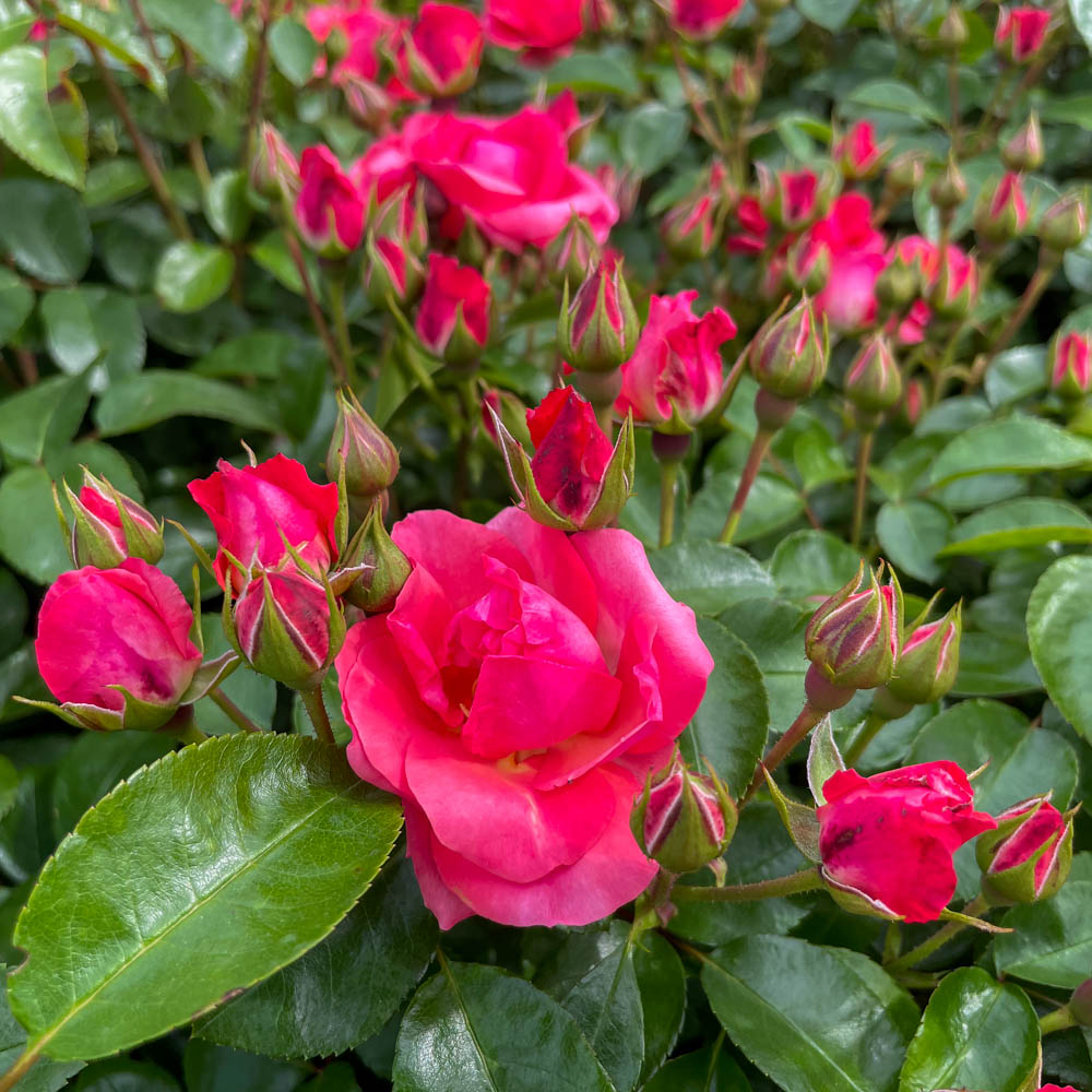 Bodendeckerrose 'Lichtblick'