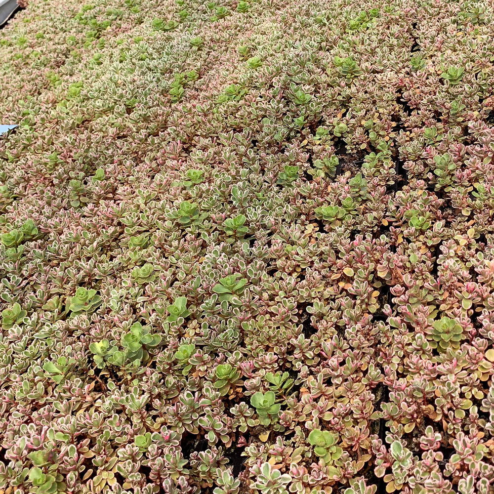 Teppichsedum, Bodendecker, Steingarten