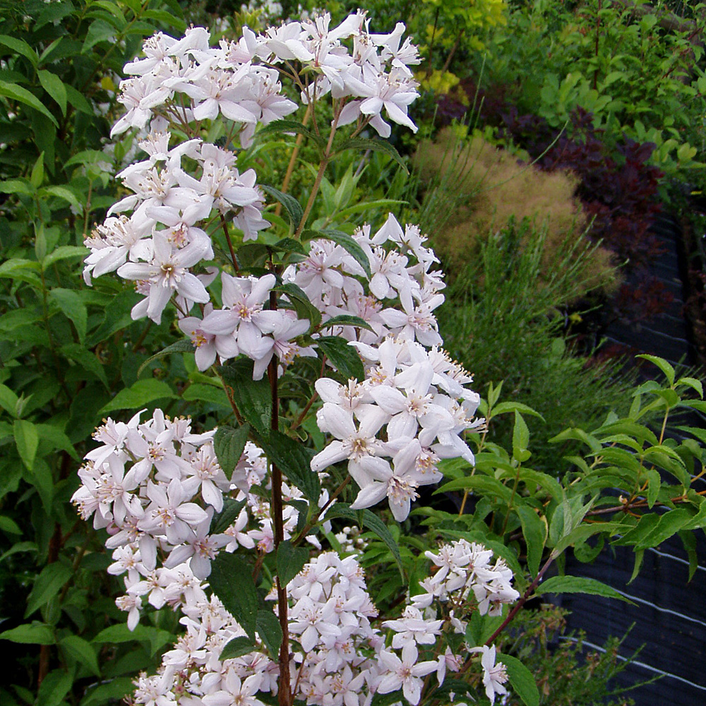 Rosendeutzie, Deutzia, Blütenstrauch, Heckenpflanze,