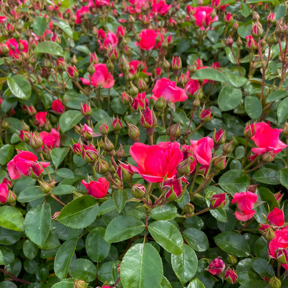 Bodendeckerrose 'Lichtblick'