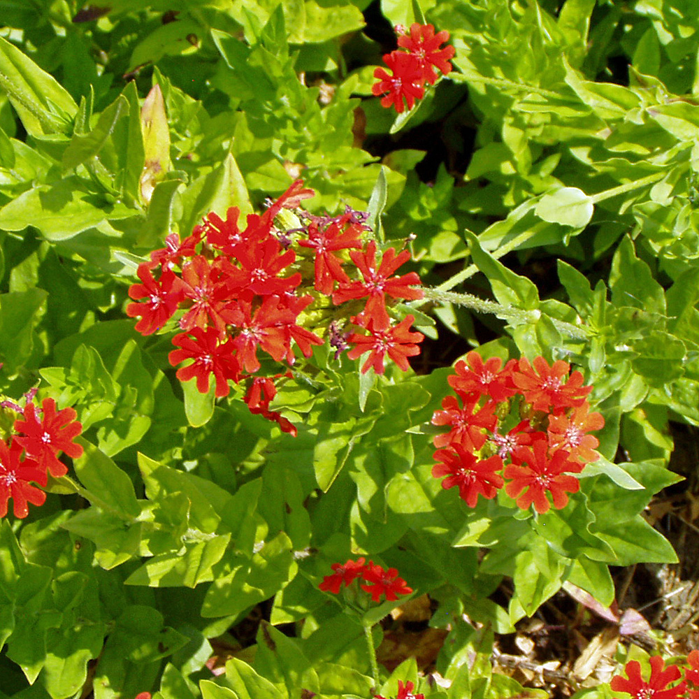 Brennende Liebe, Lychnis, Beetstaude